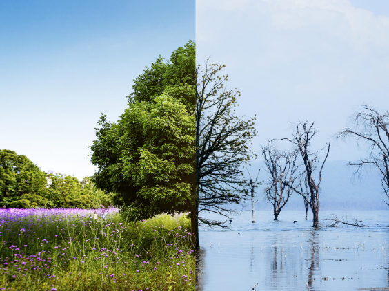 Changement climatique